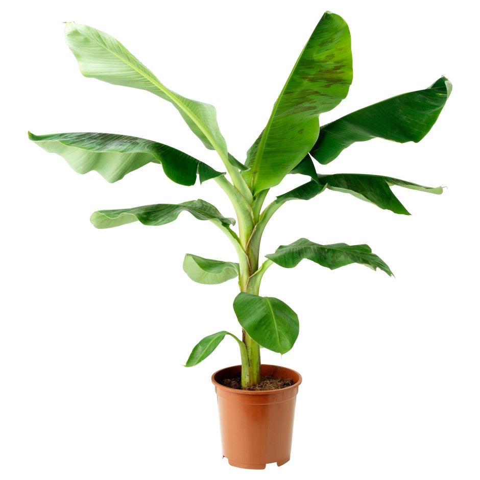 Обои с растительным принтом банановые листья серое