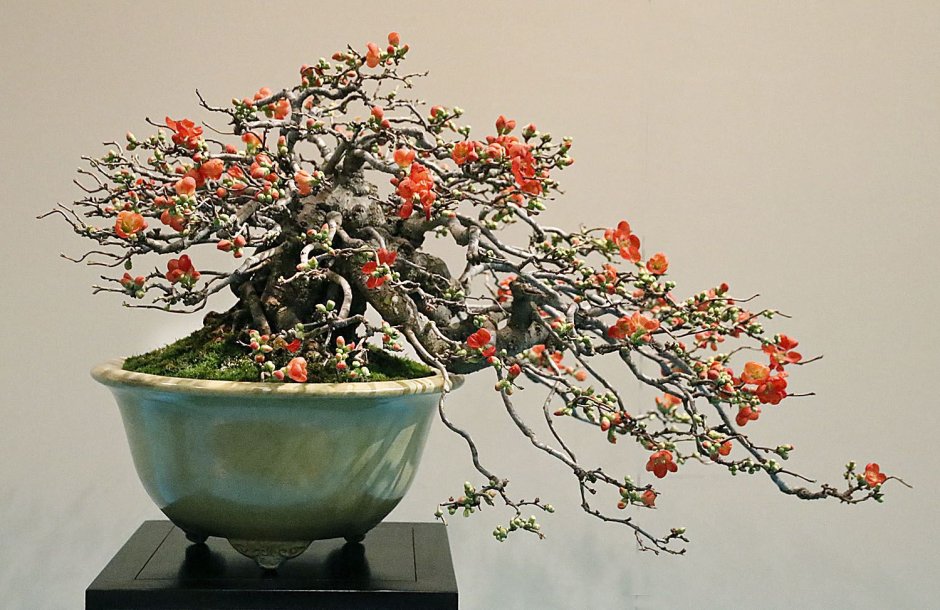 Bonsai Trees 1.12.2