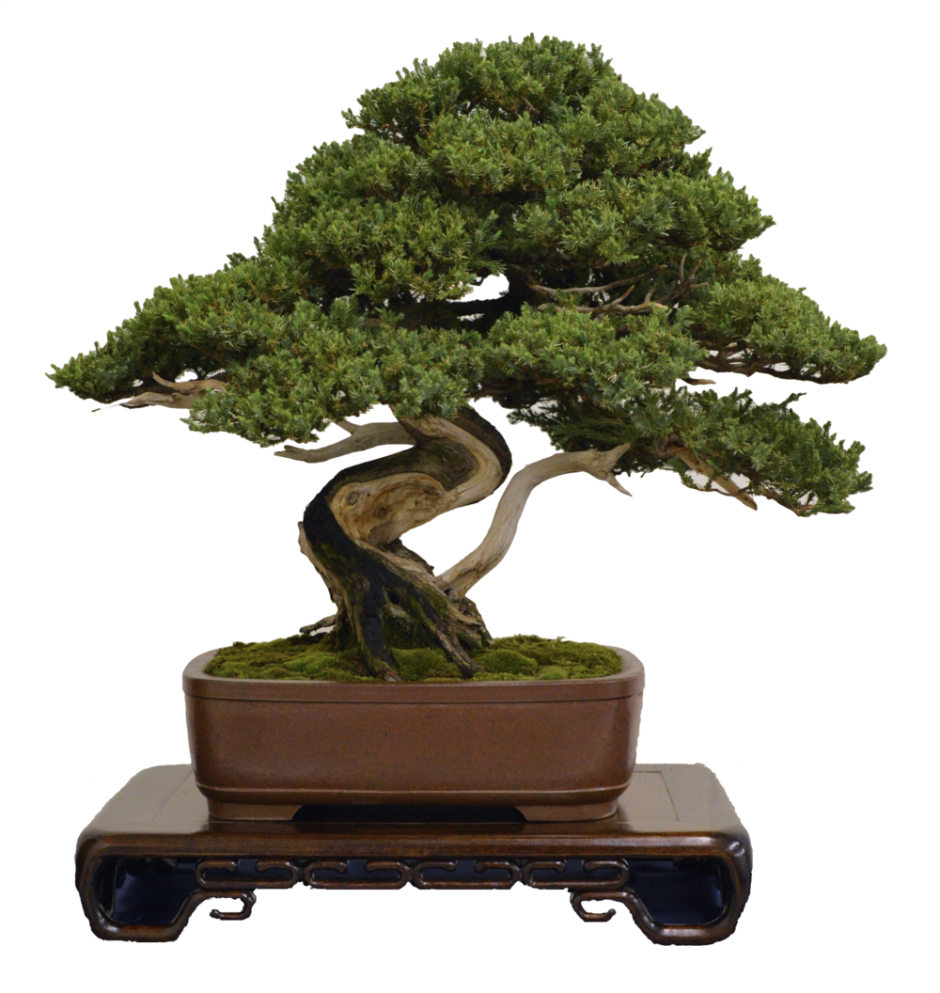 Bonsai Leafs