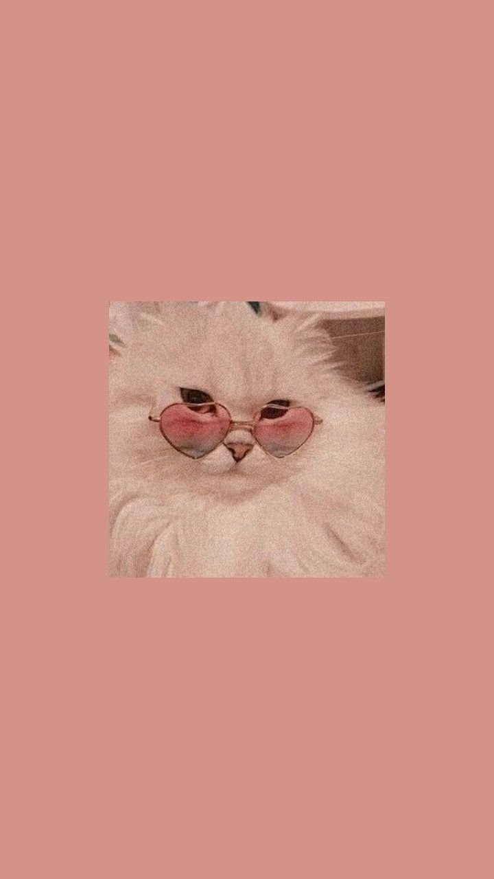 Белая кошка в розовых очках