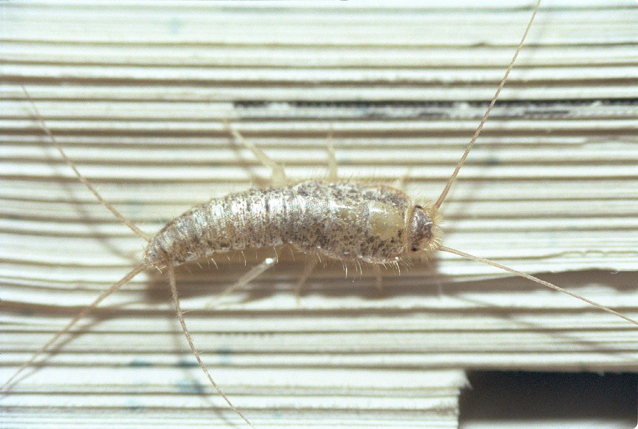 Маленькие белые насекомые в квартире фото и названия