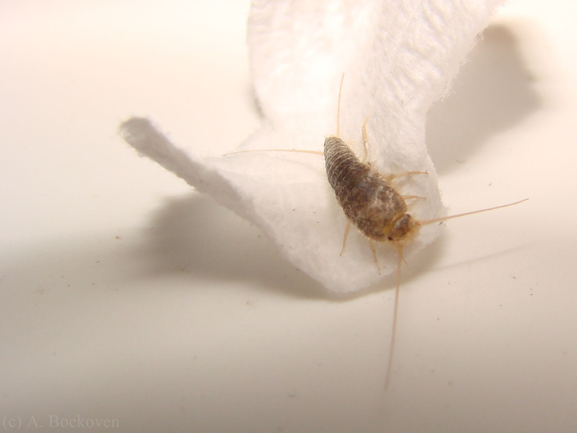 мелкие белые насекомые в кровати
