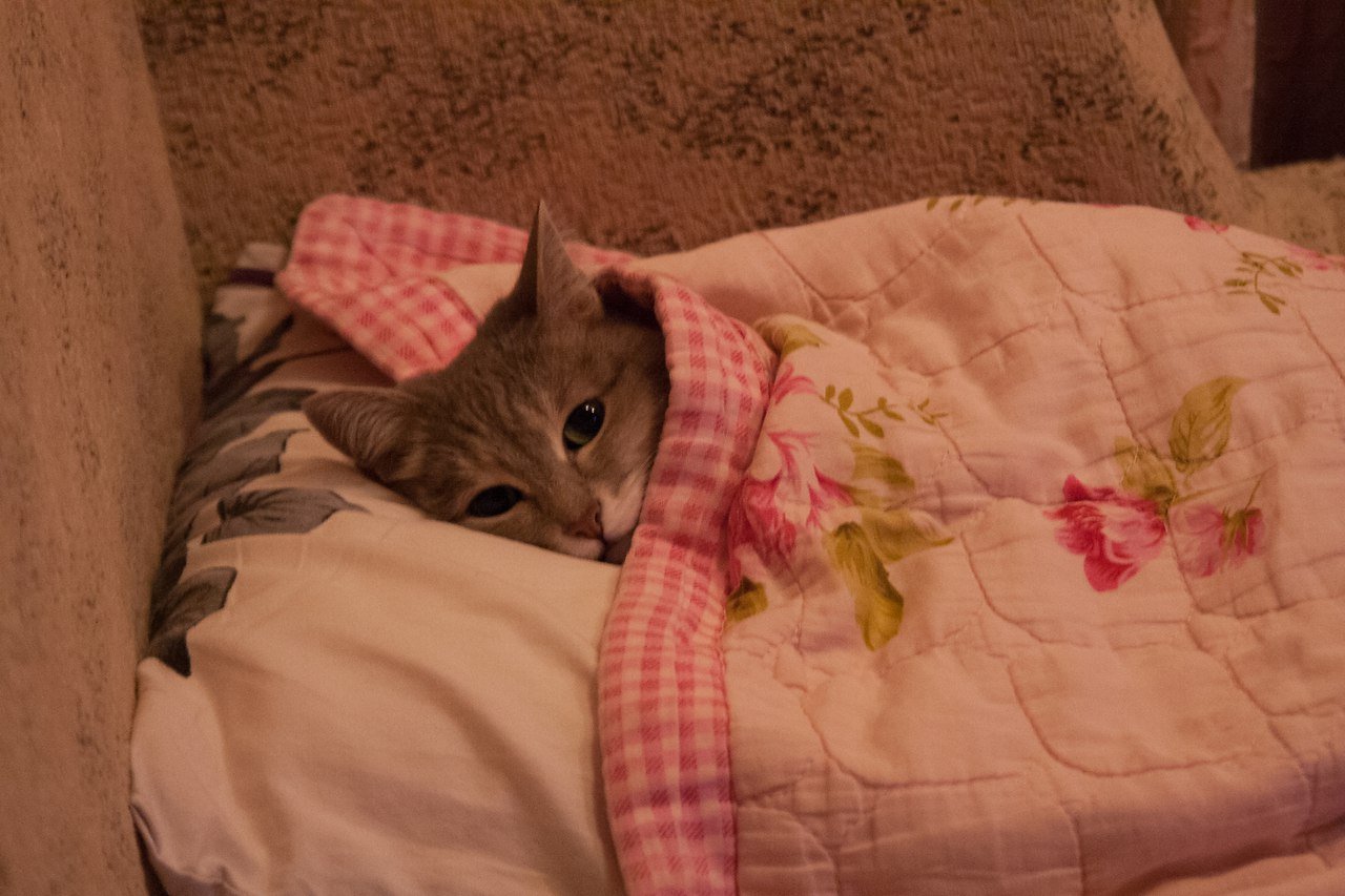 Скинь котенка. Кот в пледе. Грустный котик в одеяле.