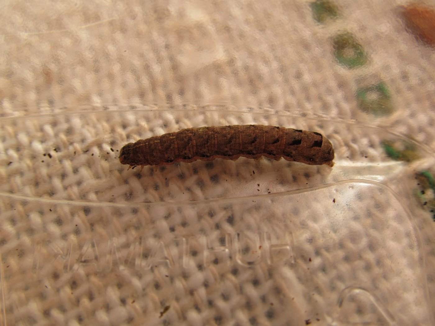 маленькие червячки в диване коричневые