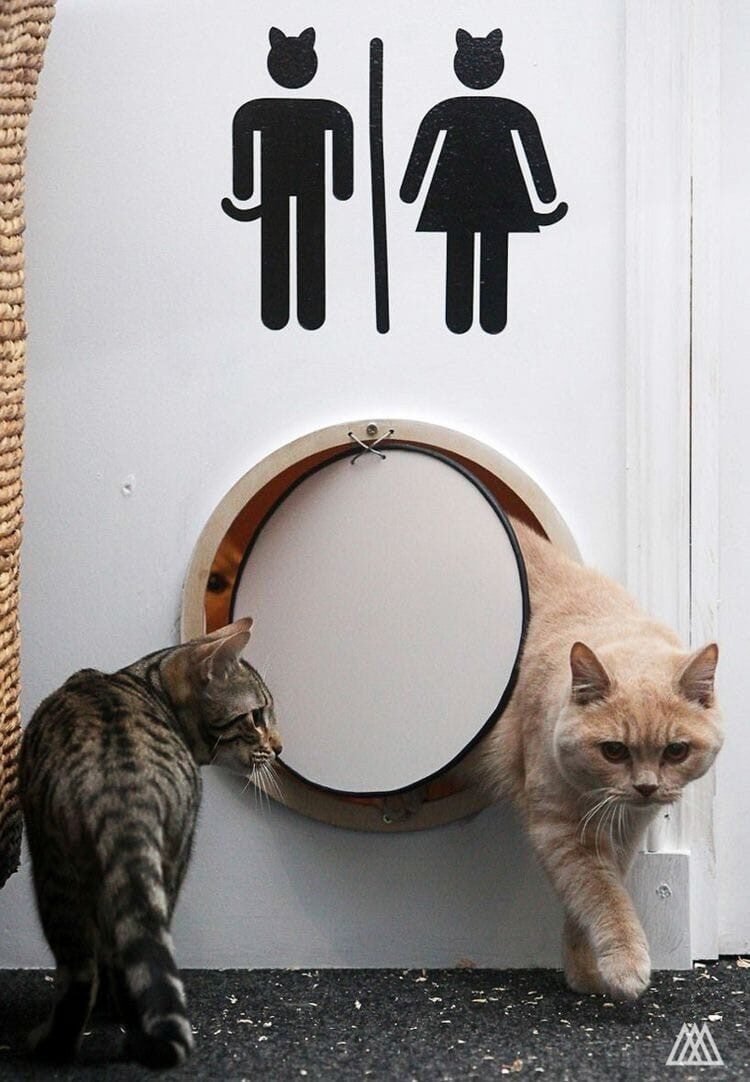 Дверь для кота в туалет