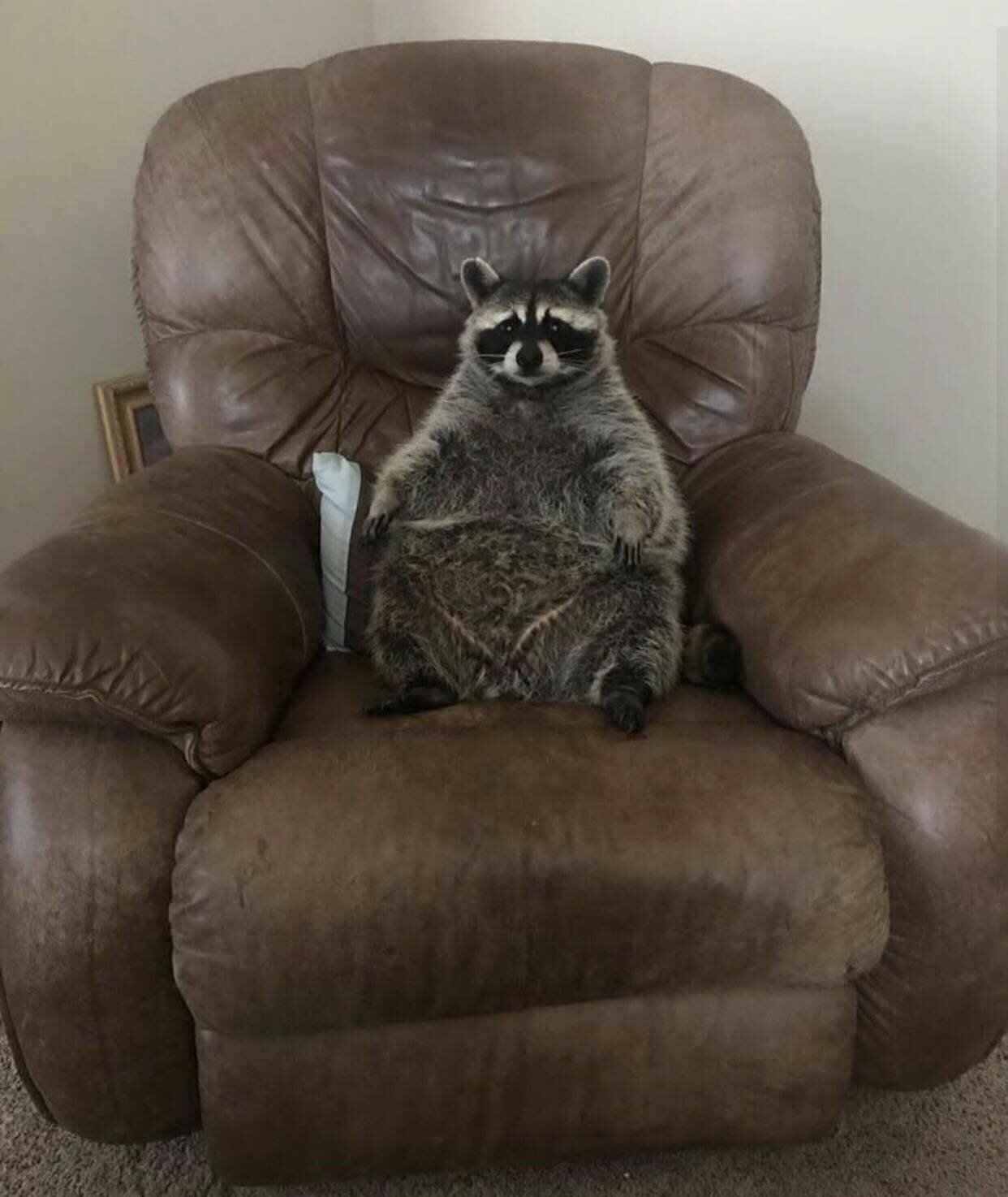 Кот в кресле Мем