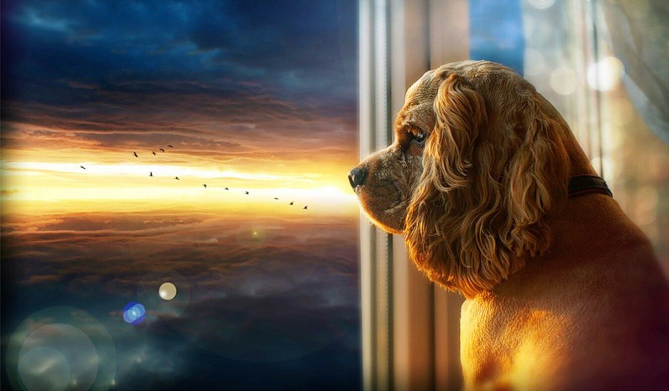 В окно весело играя. Собака в окне. Собака ждет. Щенок ждет. Грустная собачка у окна.