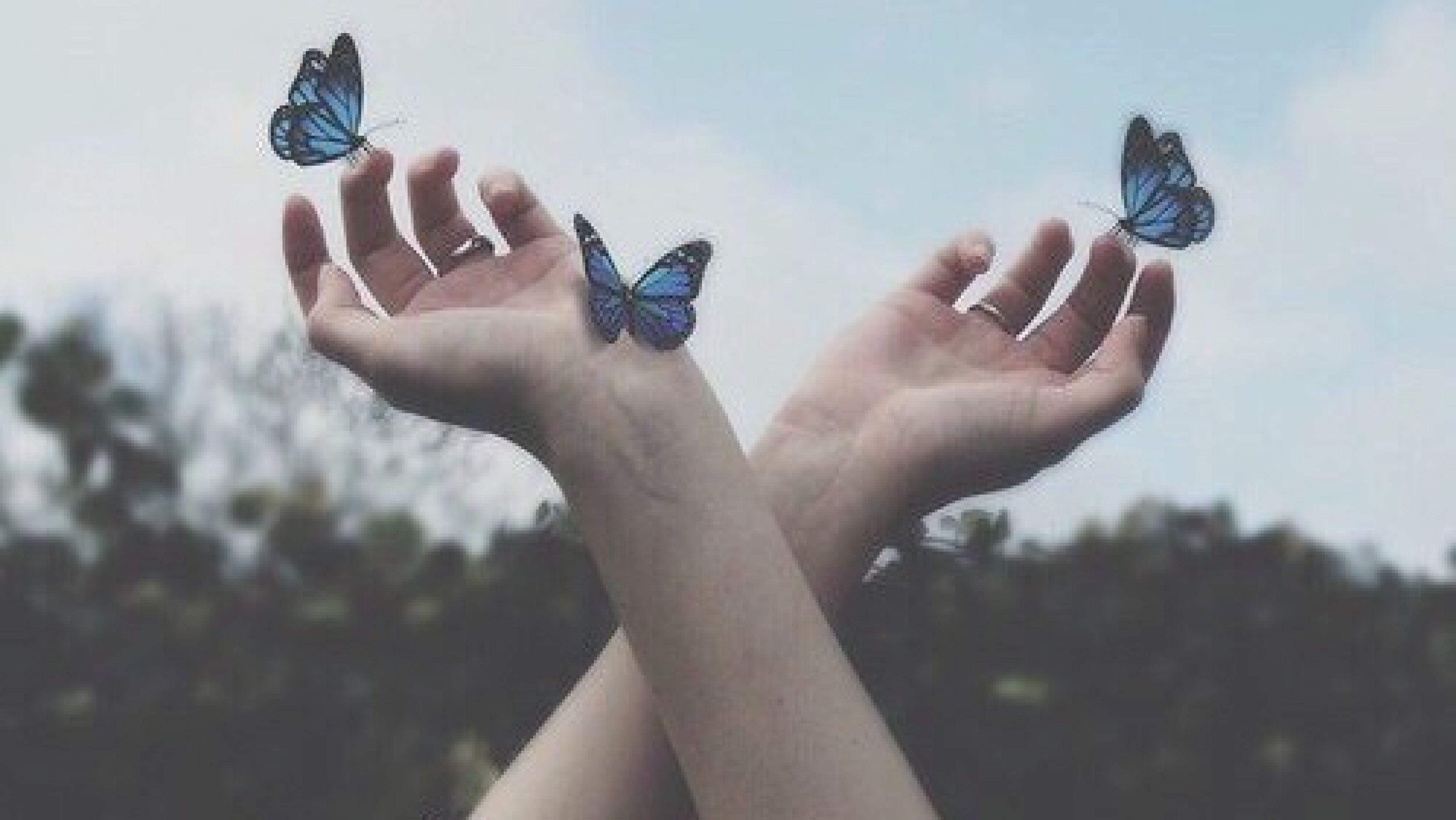 Песня там же все бабочки. Бабочки синие с ладони. На руку бабочка. Бабочка на ладони. Голубая бабочка на руке.