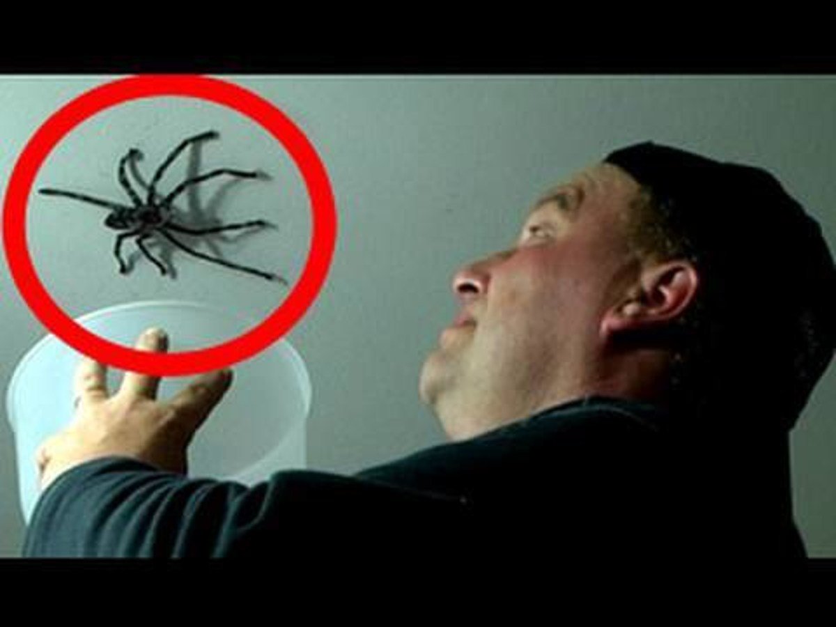Нападение пауков. Огромный паук. Гигантские пауки убийцы.