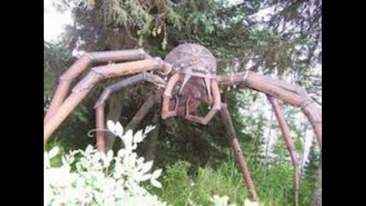 Огромный паук на дереве: 62 фото