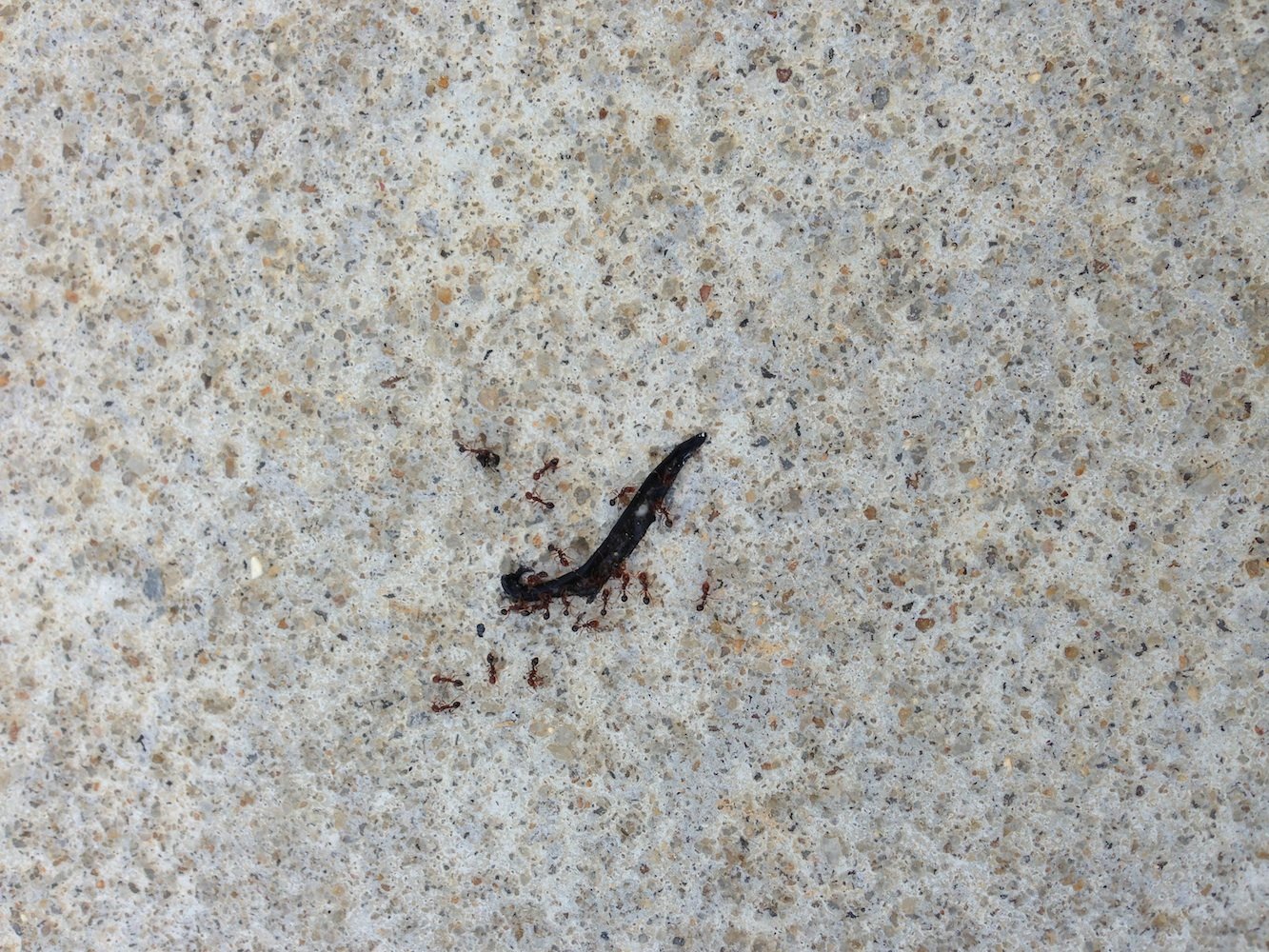 Черви ползают. Маленькие чёрные черви. Маленький черный червяк. Мелкие черные червячки. Ползающие насекомые.