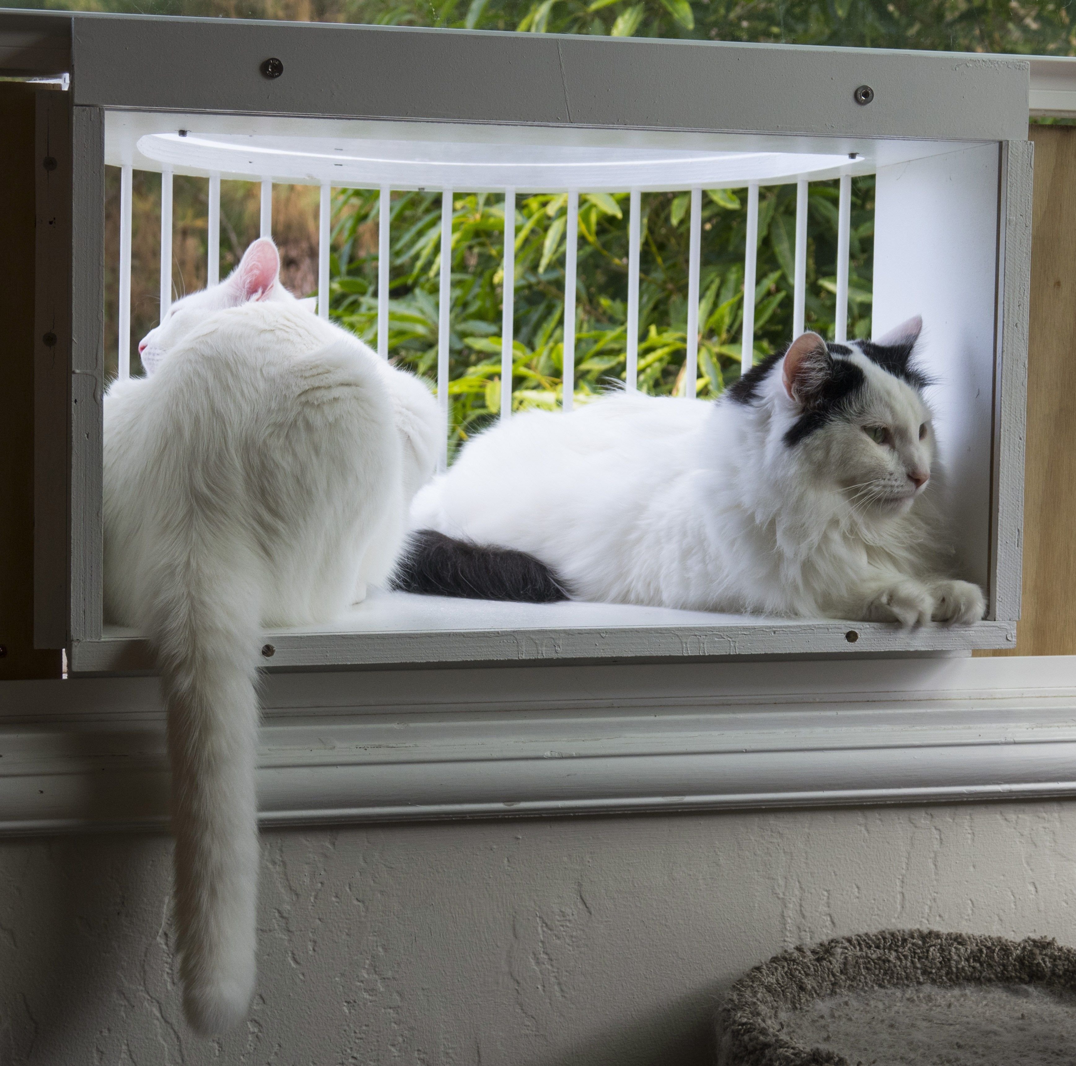 Кошачий балкон. Балкон для кошек. Кошка на окне. Балкон для кошек на окно. Клетка на окно для кошки.