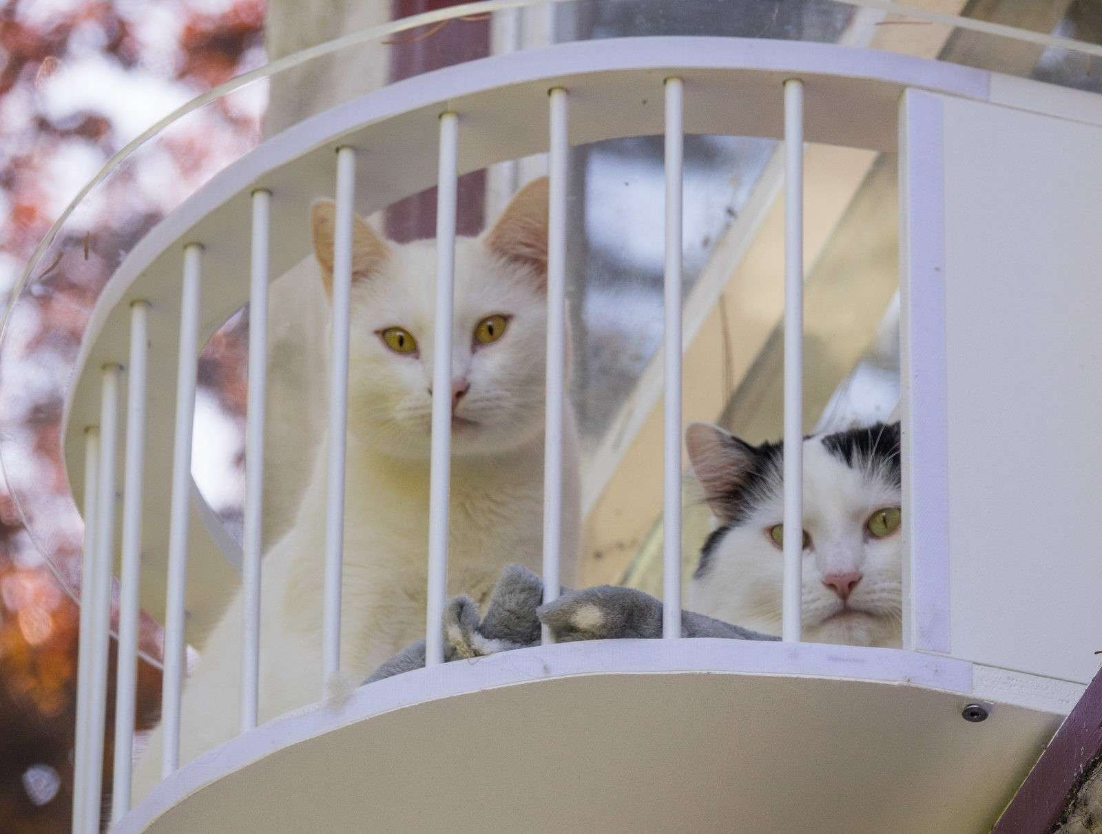 Кошачий балкон. Балкон для кошек. Кошка на окне. Клетка на окно для кошки.