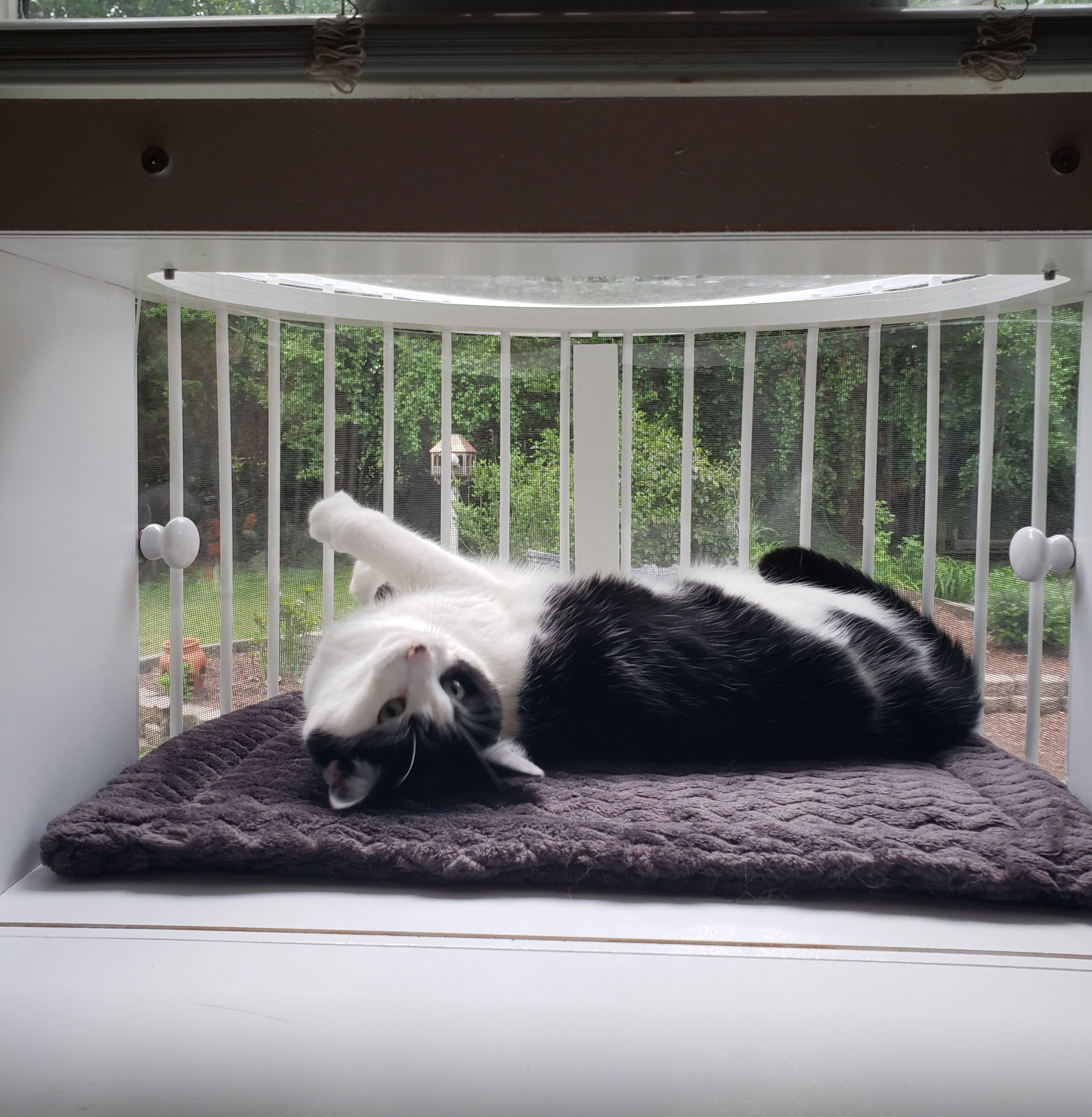 Кошачий балкон. Балкон для кошек. Балкон для кошек на окно. Клетка на окно для кошки. Кошачий балкончик сетка на окно.