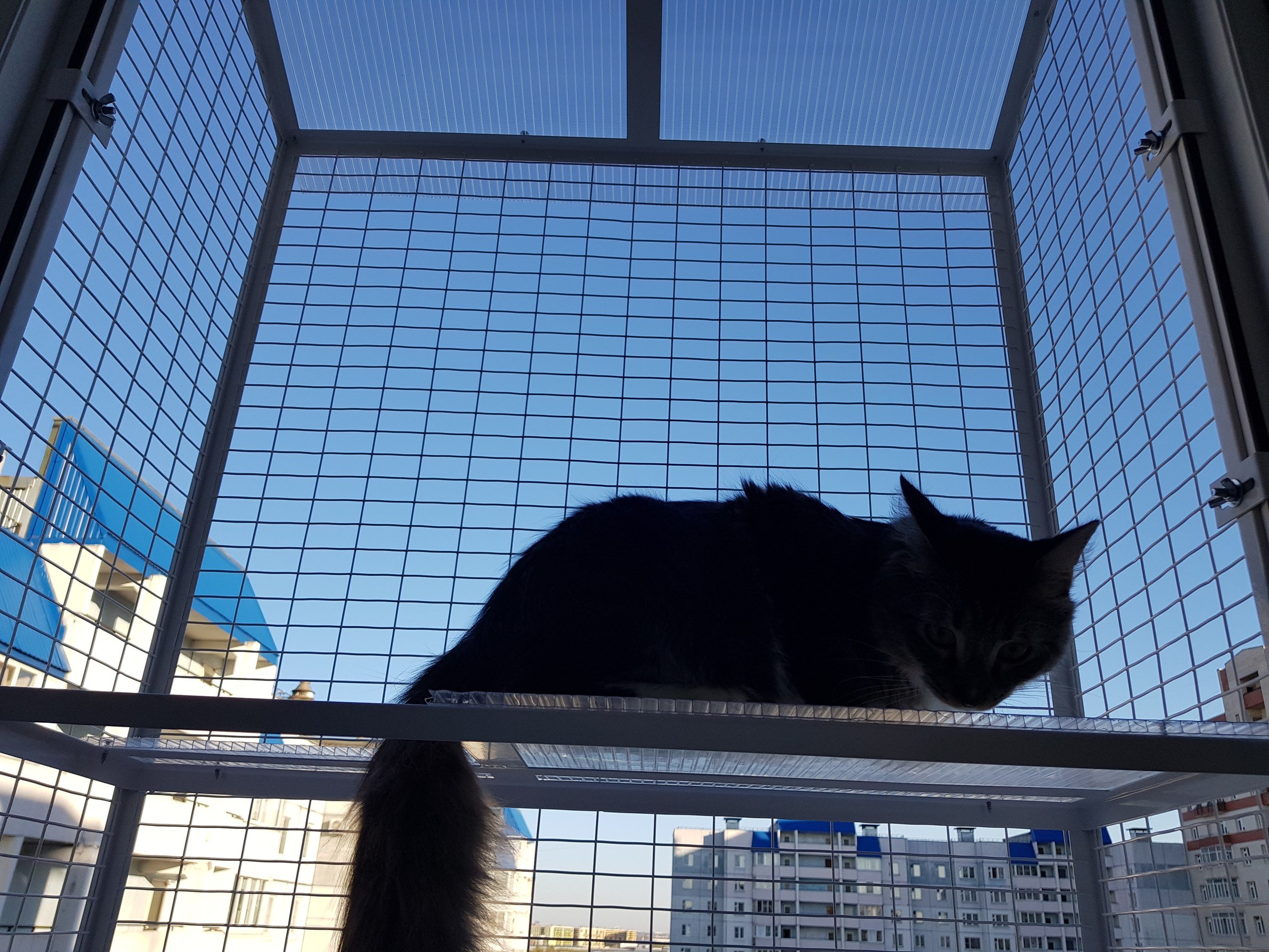 Кошачий балкон. Балкон для кошек. Съемный балкон для кошек. Кот на балконе. Сетка на балкон для кошек.