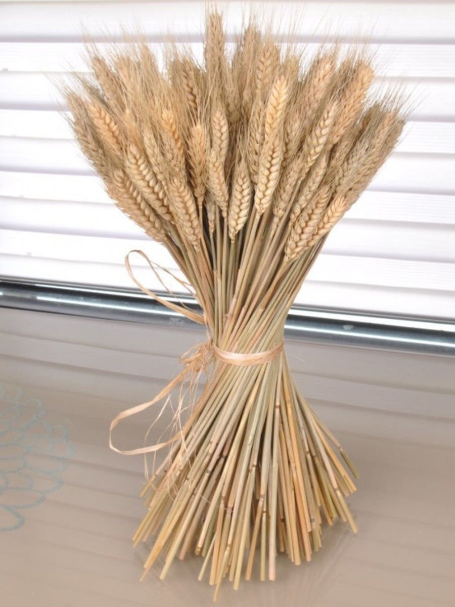 Колоски пшеницы сухоцвет