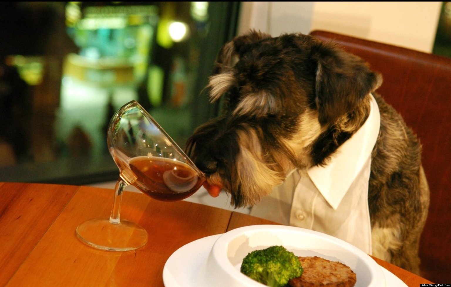 Рестораны можно с собакой. Собака в ресторане. Ресторан для животных. Еда для собак. Животные в ресторане.