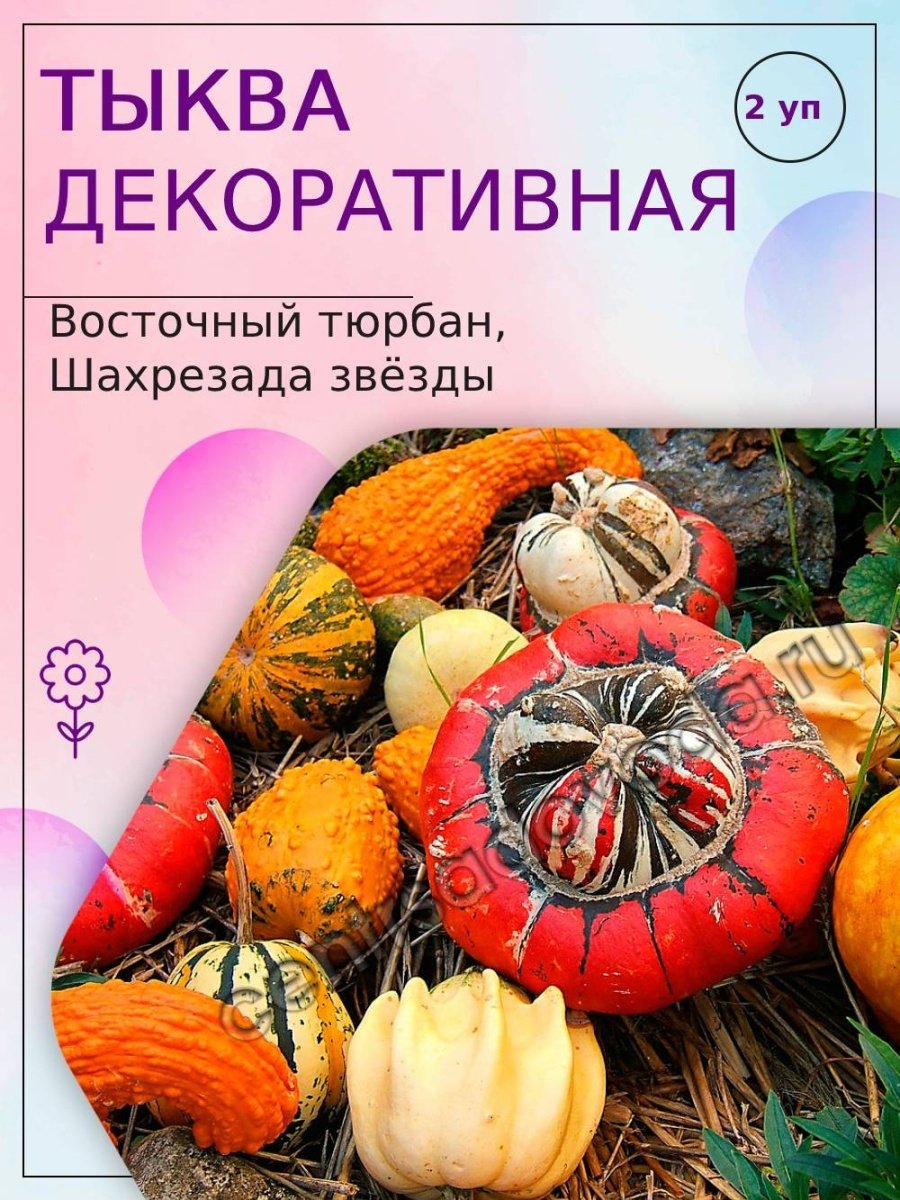 Тыква декоративная Шахрезада звезды