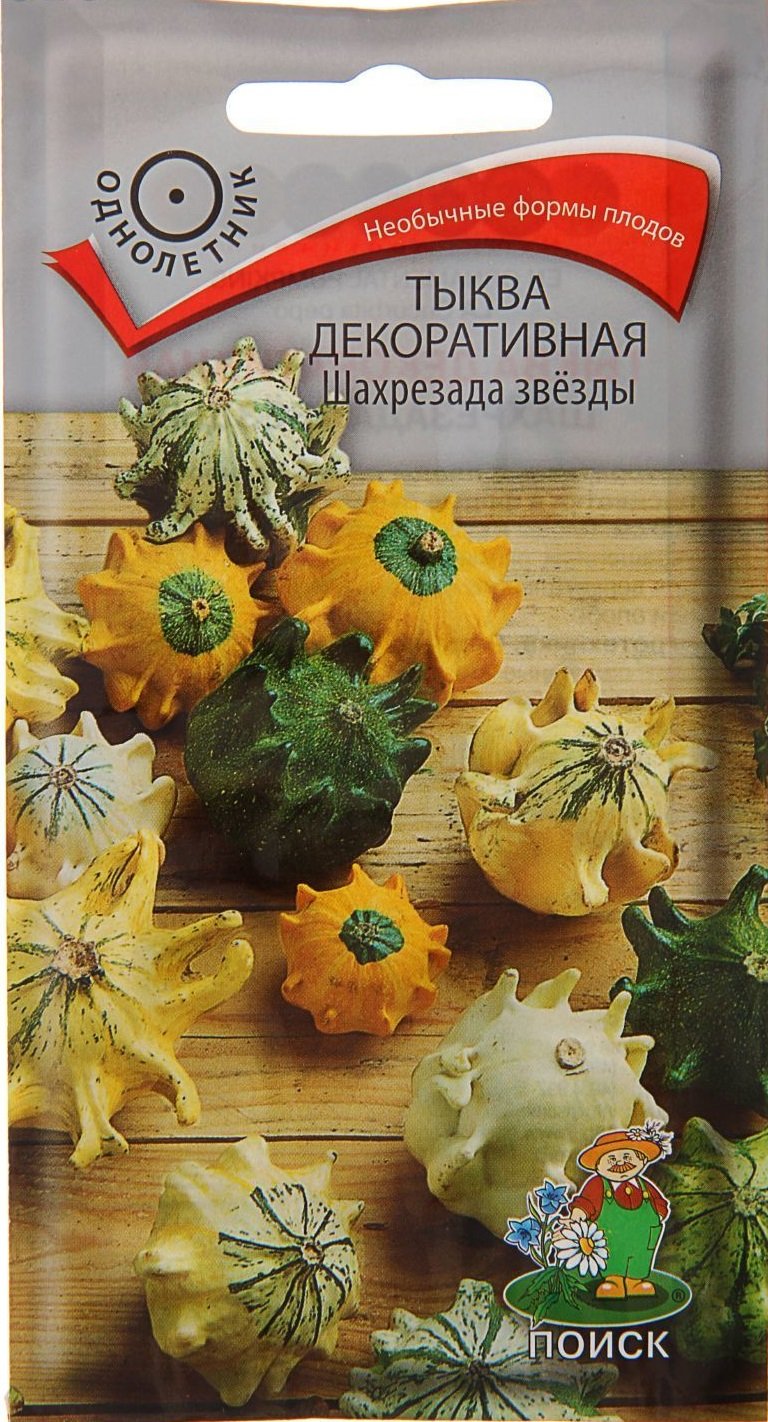 Тыква декоративная звезды Шахерезада