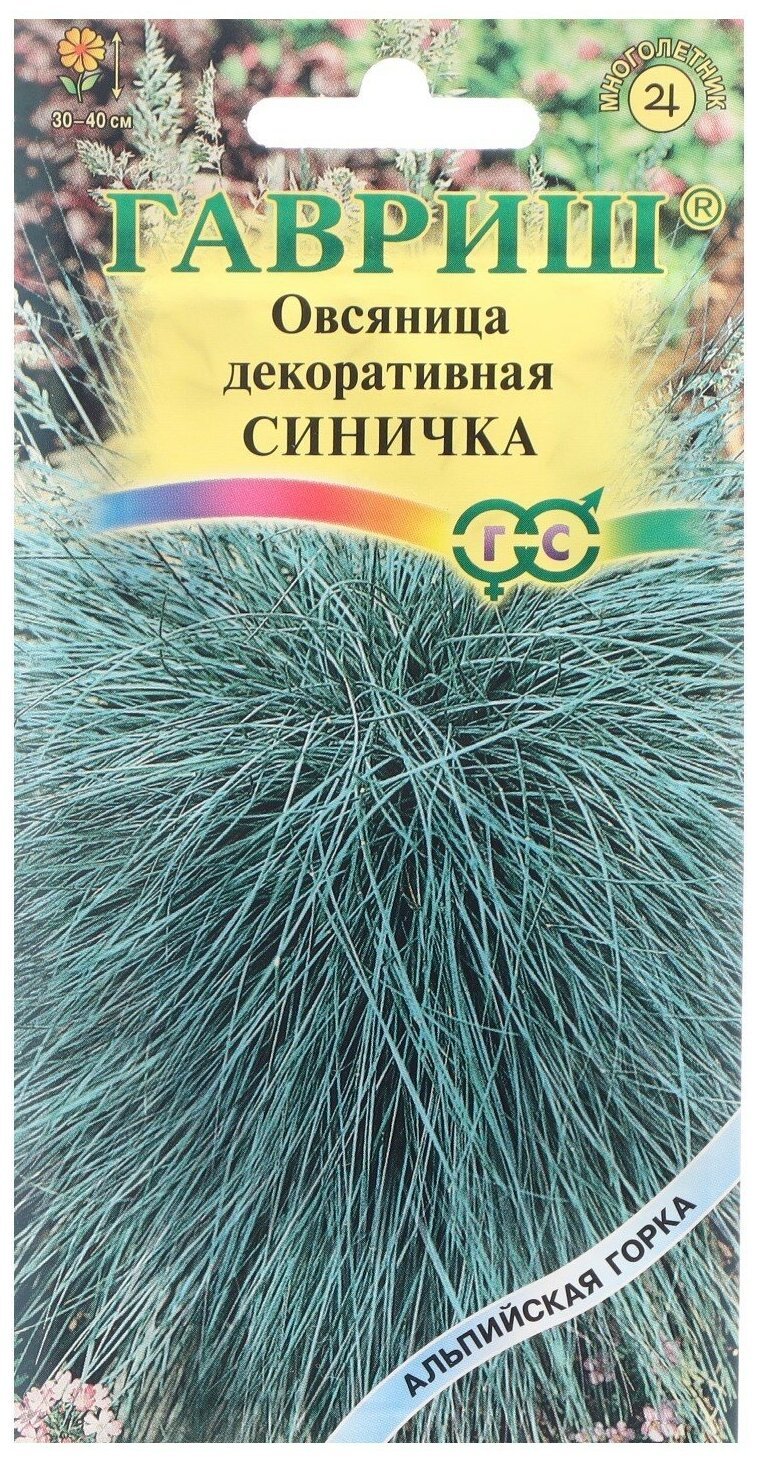 Овсяница сизая Фредди