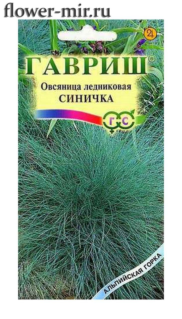 Овсяница сизая Фестина