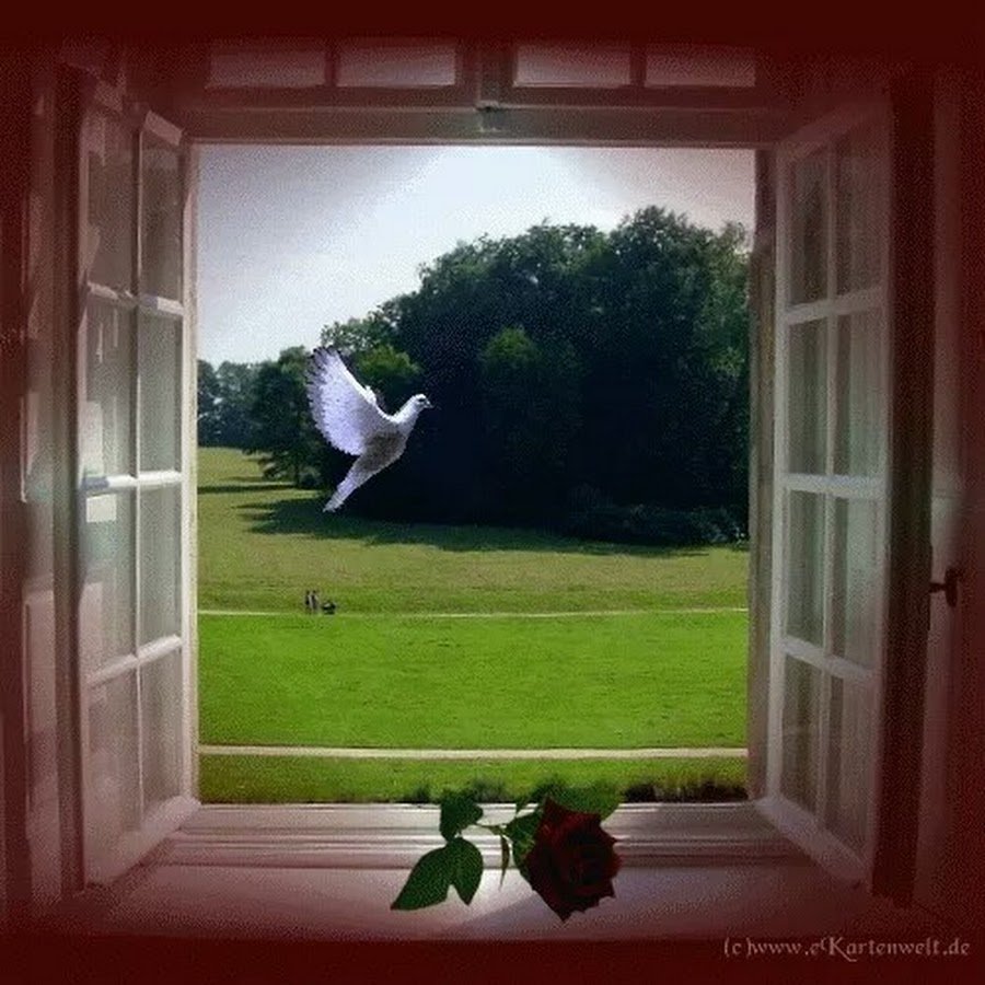 Утро стучит в окно. Открытое окно. Распахнутое окно. Птицы на окна. Окно в счастье.