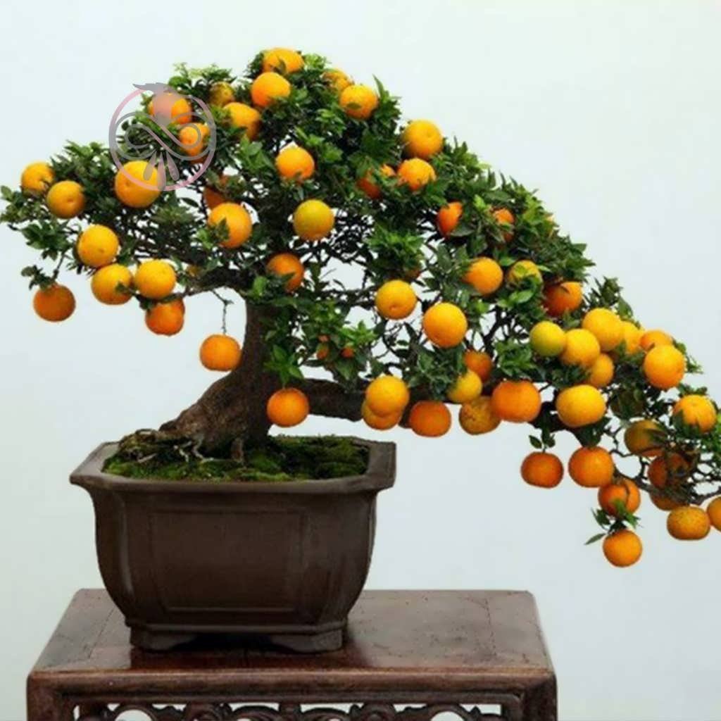 Вырастить мандарин из плода