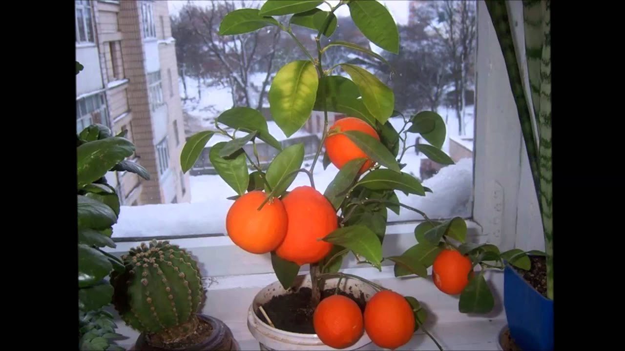 Как вырастить апельсин из косточки в домашних. Мандарин дерево Росток. Карликовые мандарины. Мандарин дерево из косточки. Цитрус мандарин комнатный.