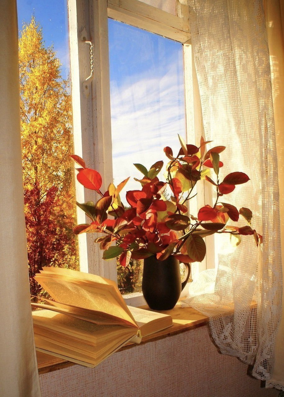 Цветы на окне в Солнечный день