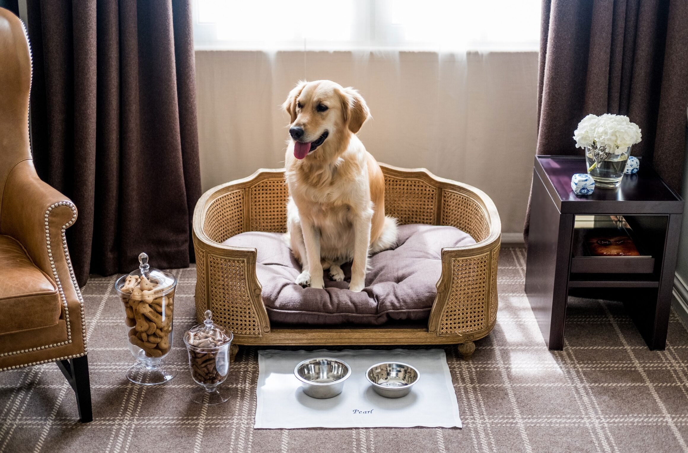 Проживание животных в квартире. Собака в интерьере. Собака в отеле. Отель для домашних животных. Собачка в отеле.