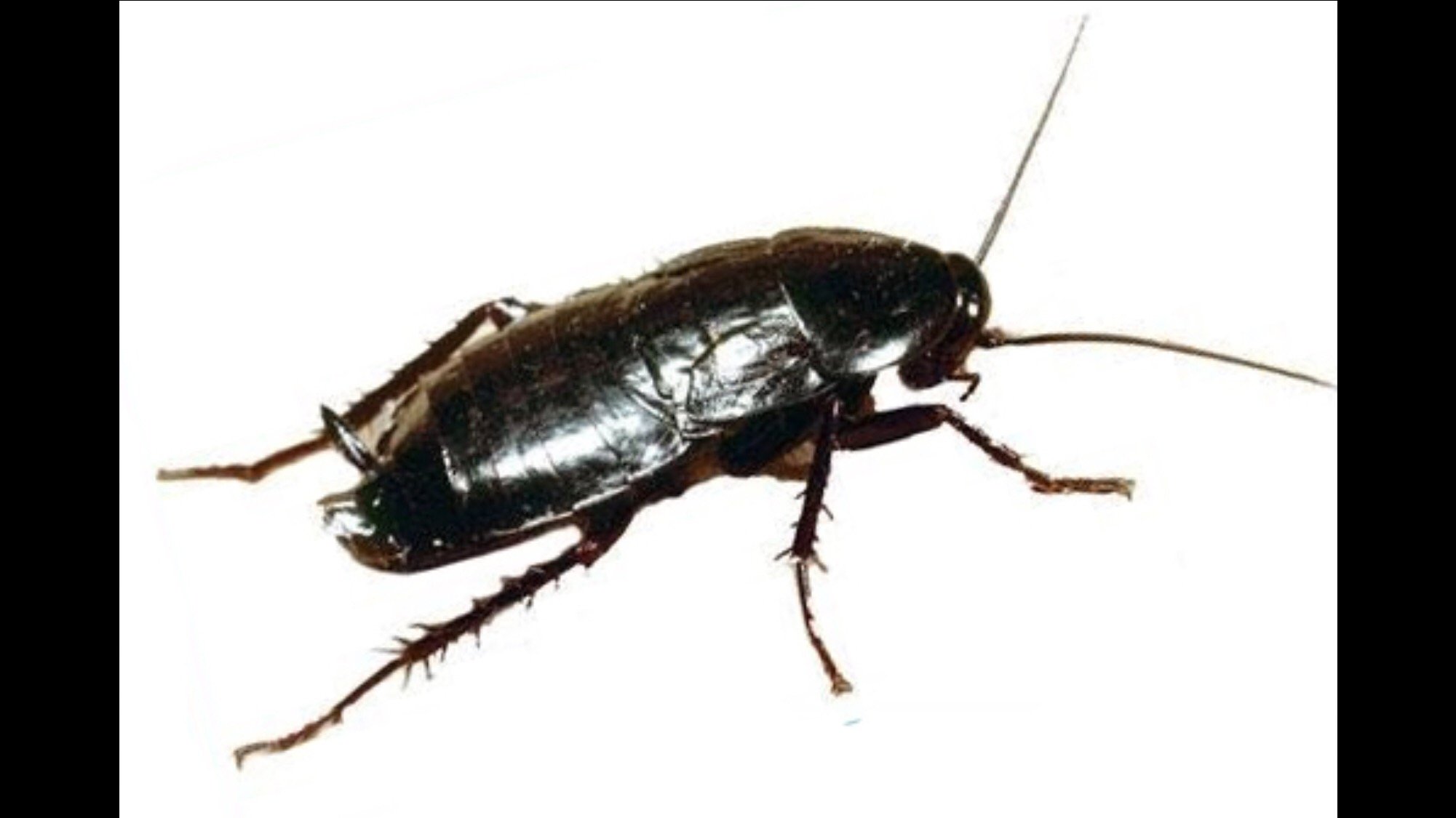 Черный жук похожий на таракана. Таракан черный (Blatta orientalis). Blatta orientalis таракан самка. Жук Прусак черный. Черный Жук таракан черный.