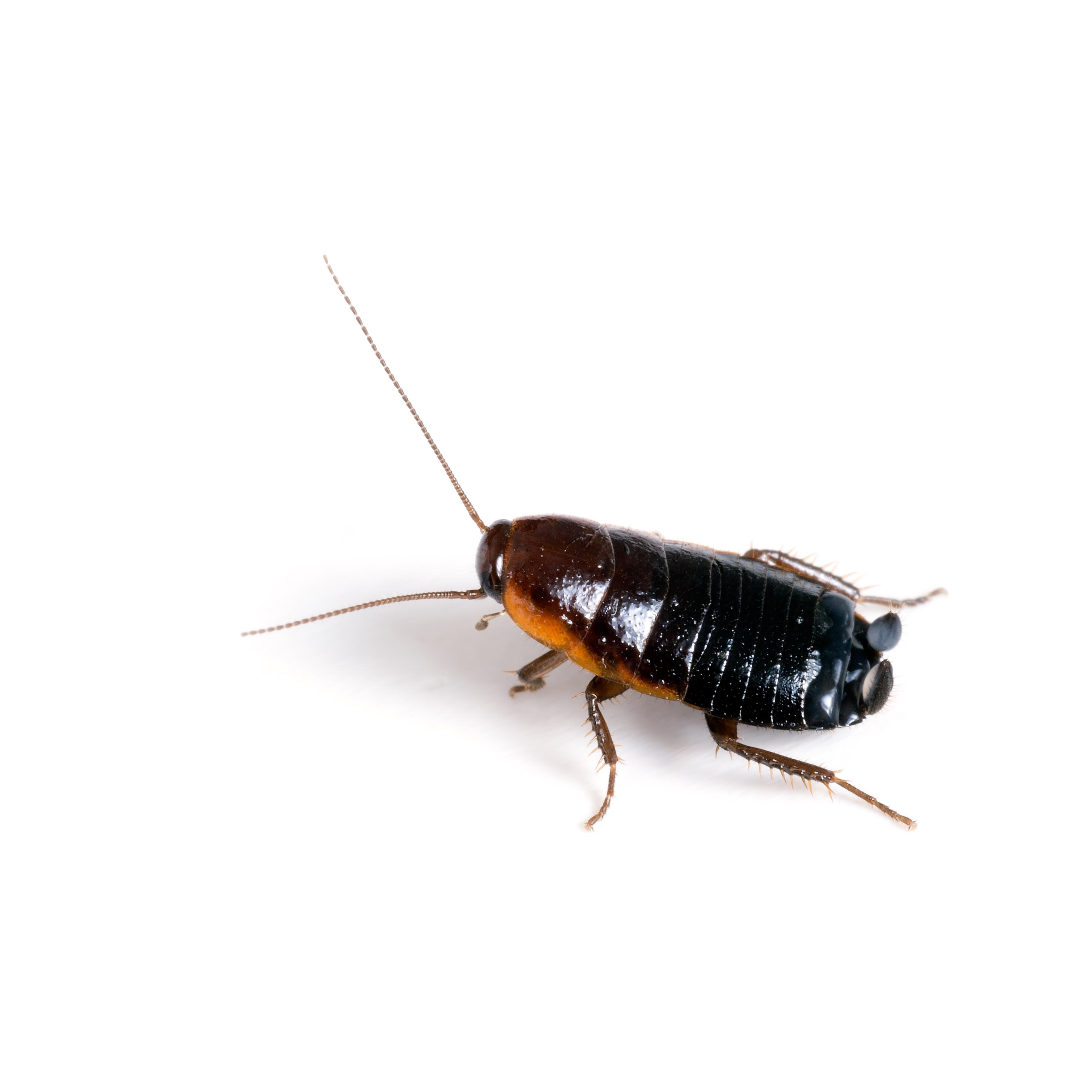 фото черных тараканов