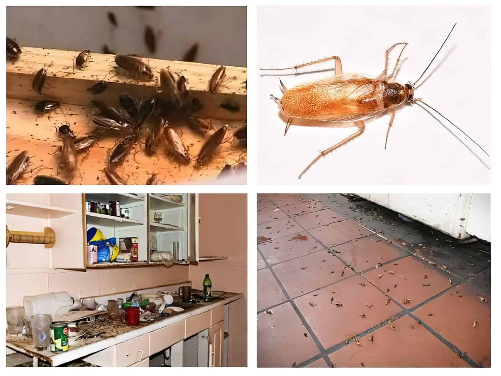 Выведение тараканов в квартире