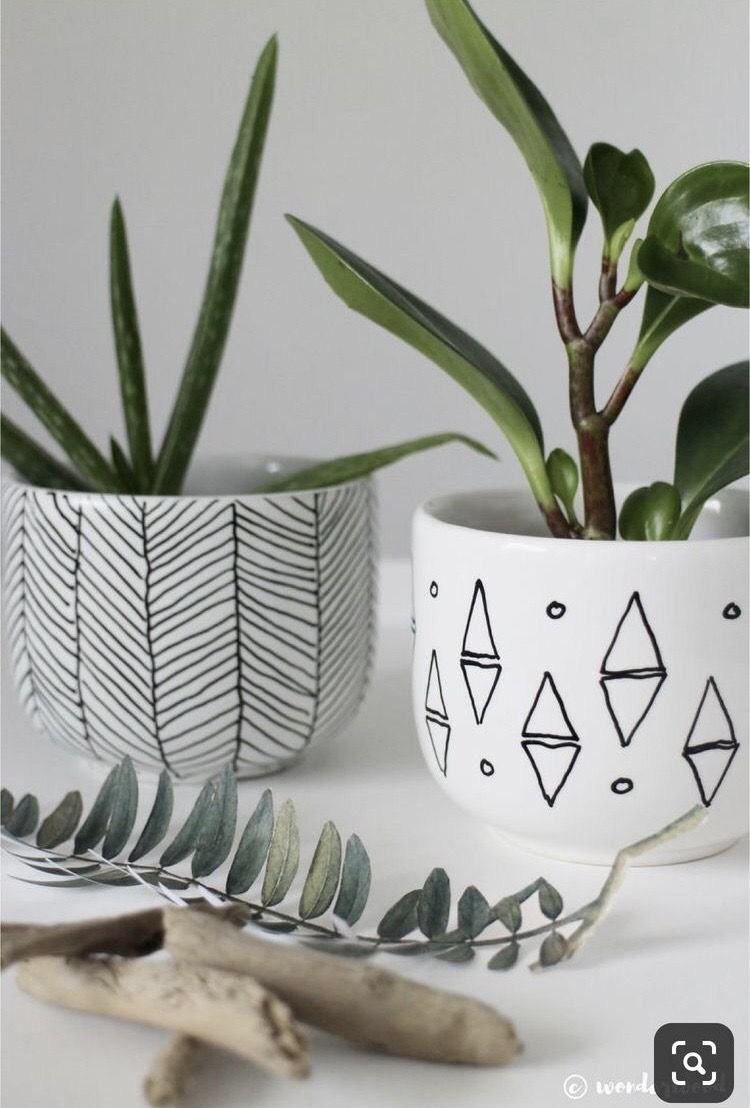 Суккуленты ikea