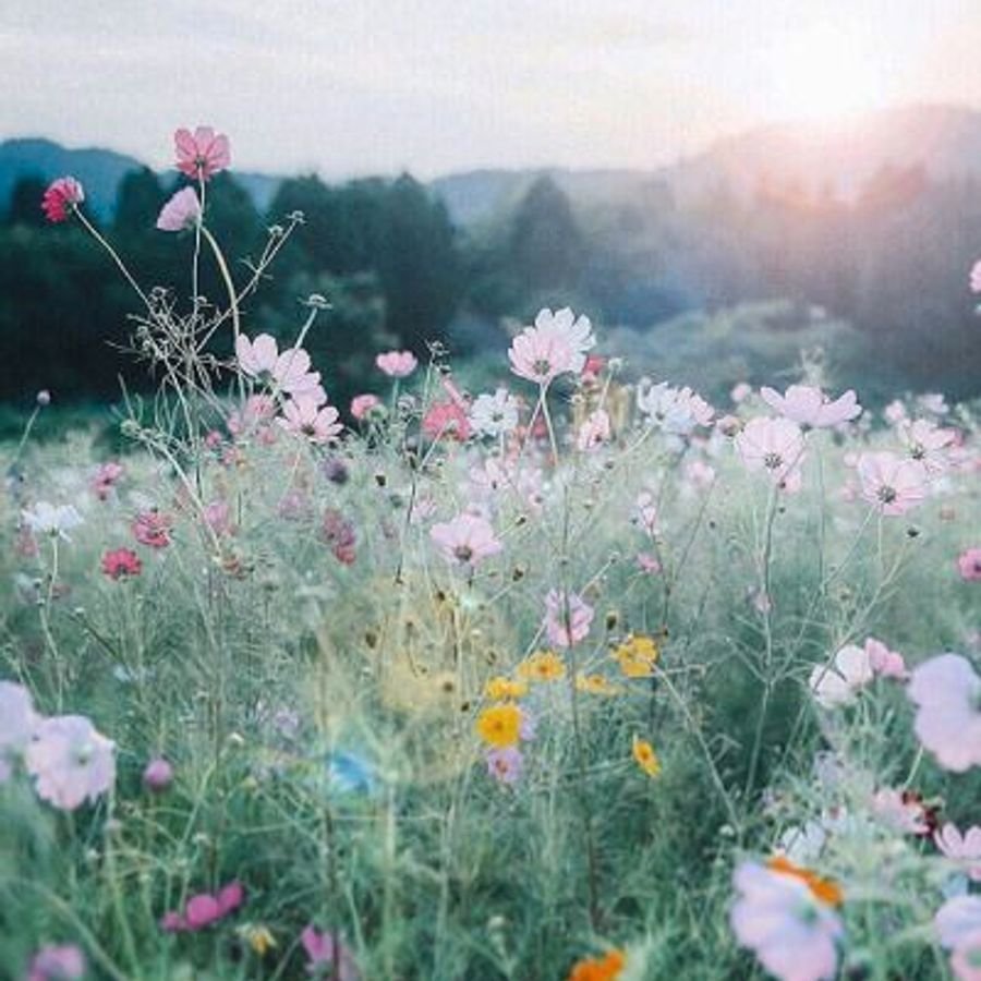 Лаванда Lavender aesthetic