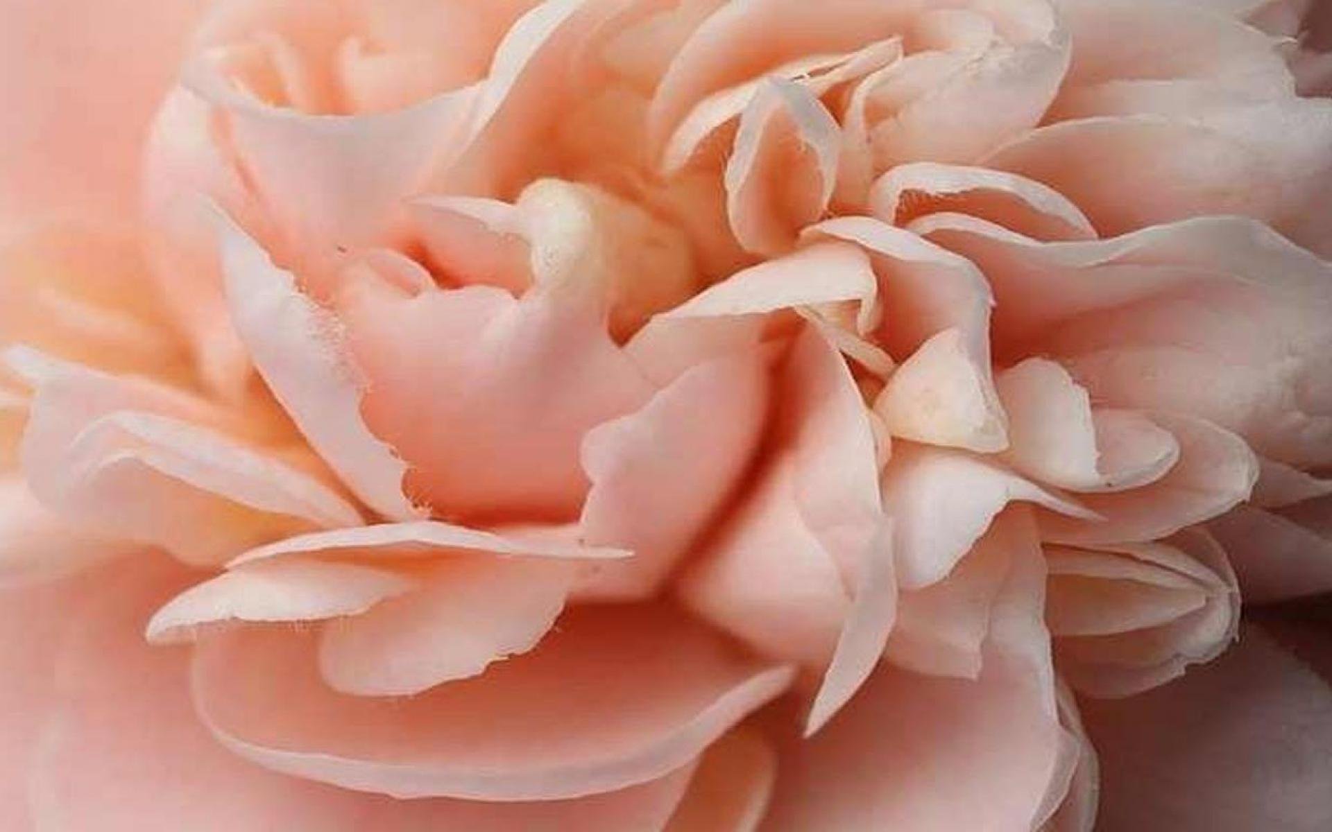 Нюдовый цветок. Пион Салмон шифон. Нюдовые пионы. Бежево розовый. Розы пастельного цвета.
