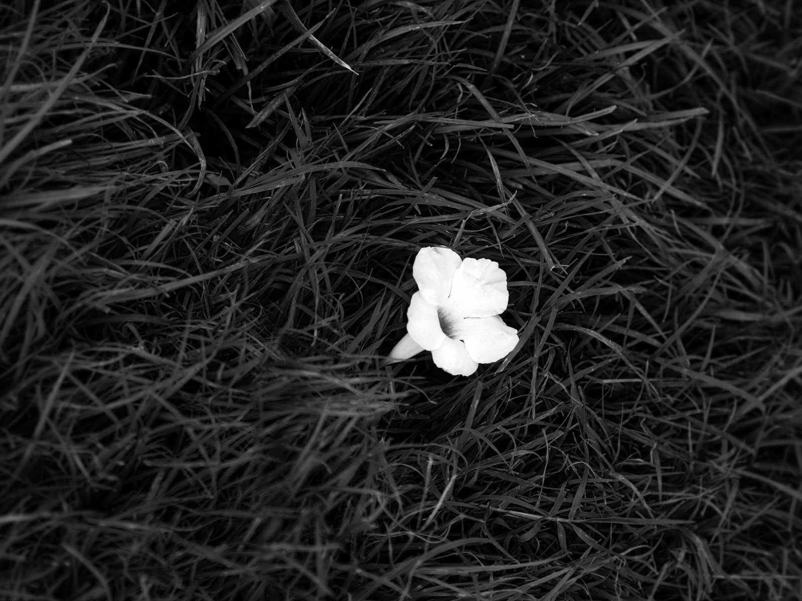 Чёрно Белые Цветы