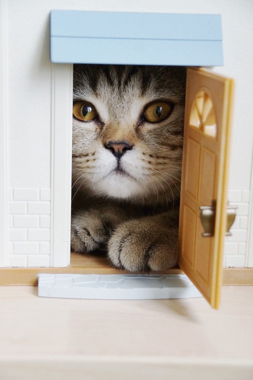 Дверные окошки для кошек