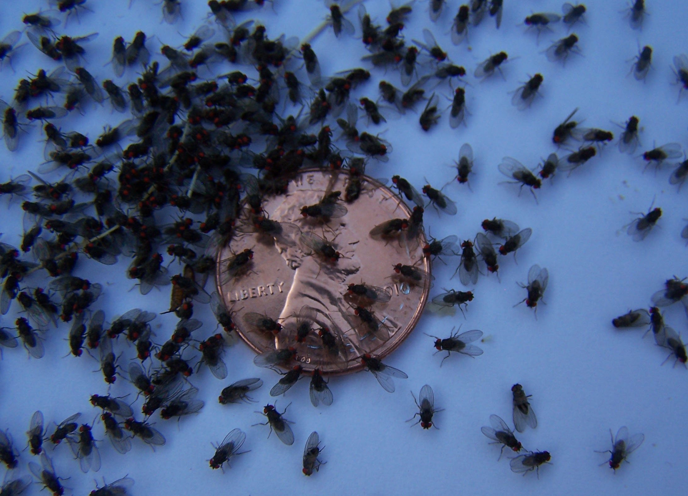 Сонник муравьи много. Мошки стая. Насекомые в природе. Стая мух. Мелкие мошки.