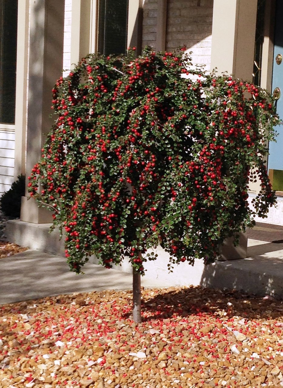 Cornus Kousa дерево