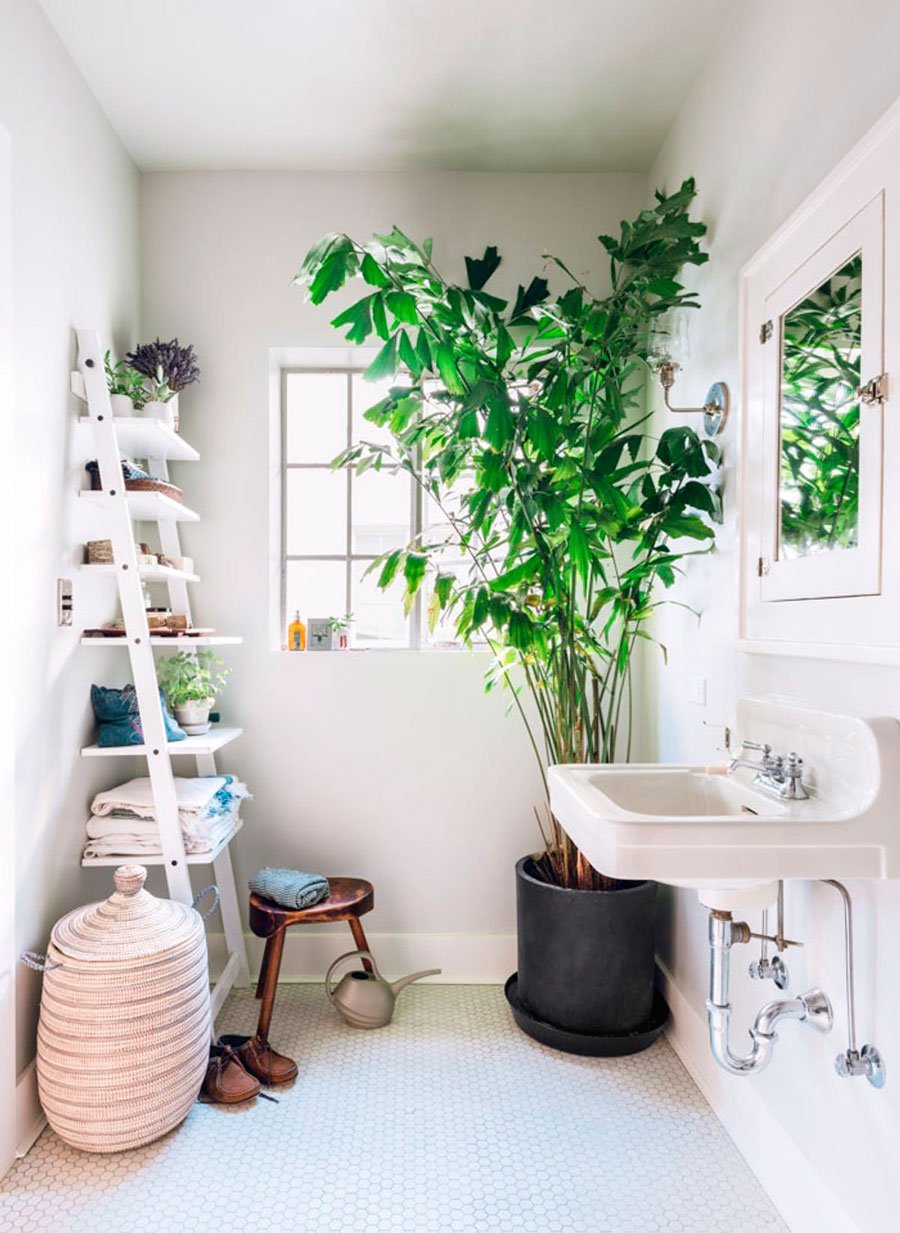 Комната без растений. Растения в ванной комнате. Комнатные растения в ванной комнате. Озеленение ванной комнаты. Комнатные растения в интерьере.