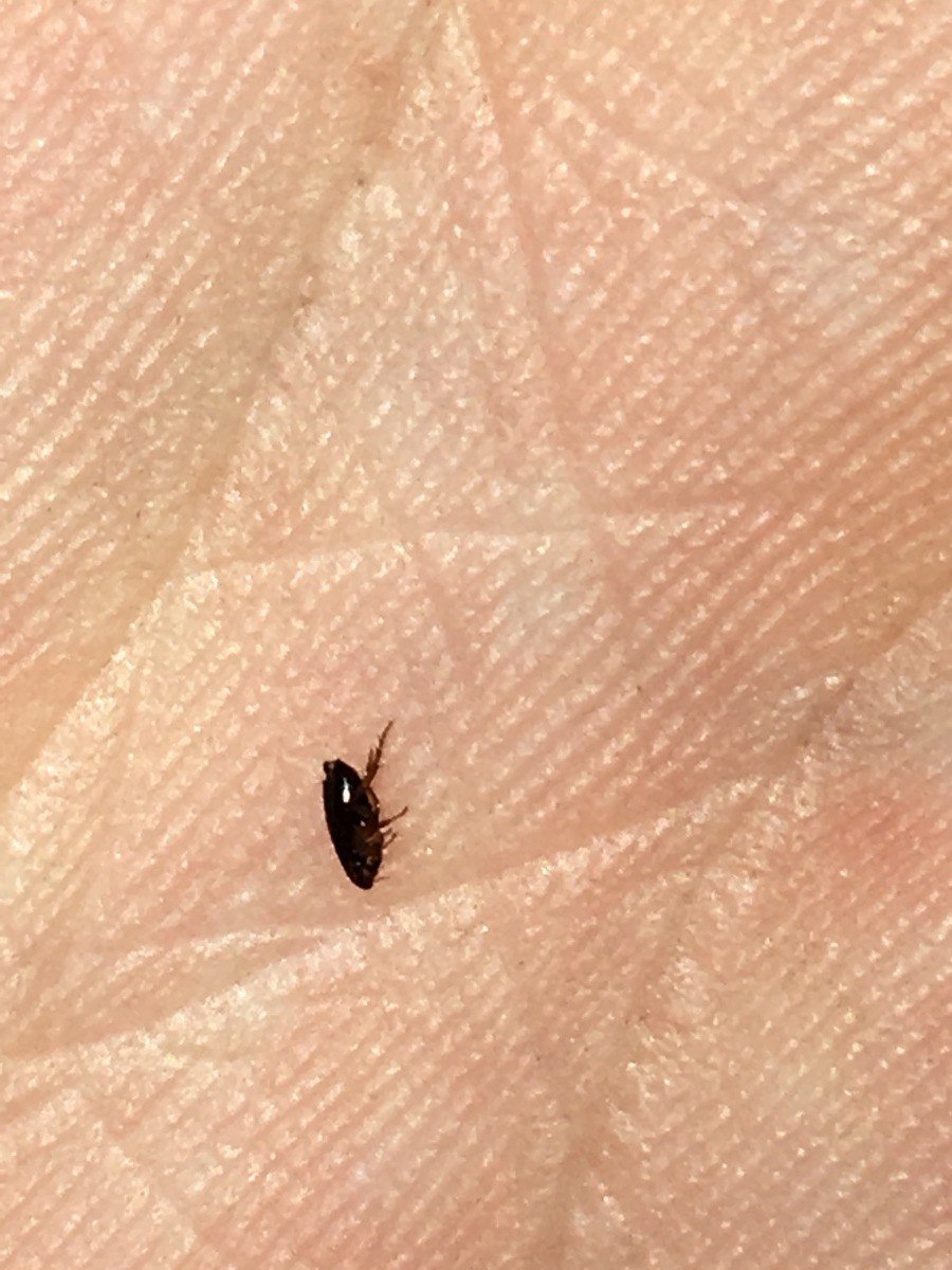 Маленькие черные насекомые в ванной