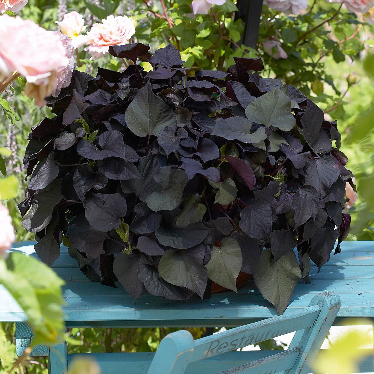 Ипомея ампельная плющевидная