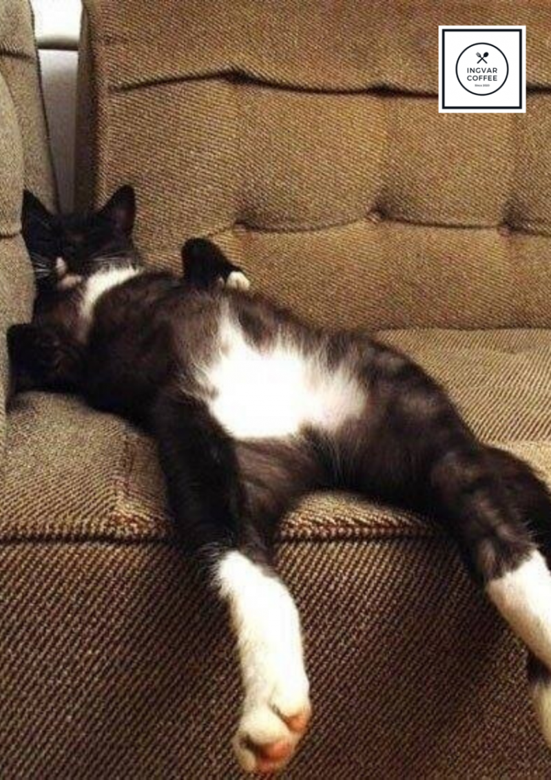 Кошка развалилась на диване