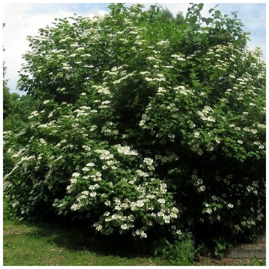Калина гордовина Viburnum Lantana