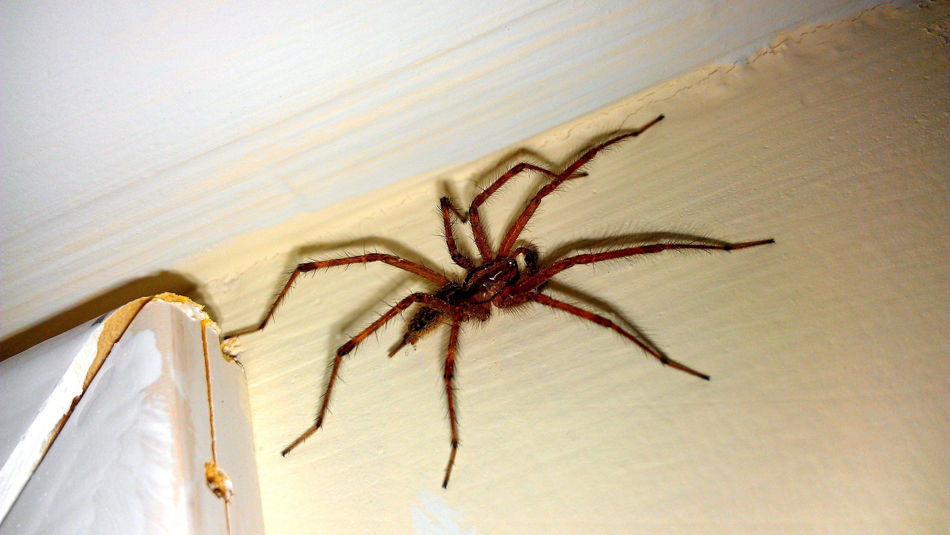 Большой домашний паук. Тегенария домовая. Паука Wendilgarda galapagensis. Паук Хантсмен Австралии. Огромные домашние пауки.