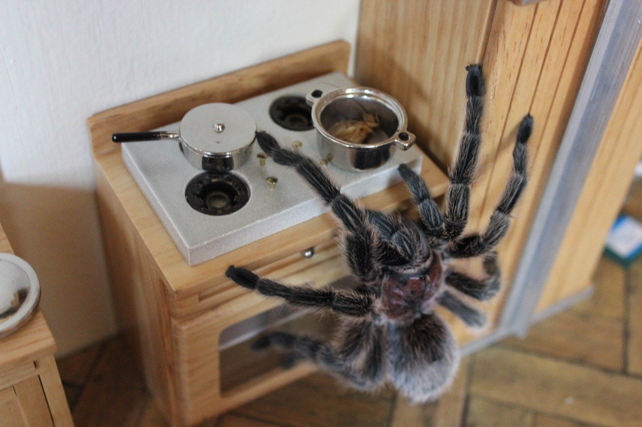 паук в мойке на кухне примета