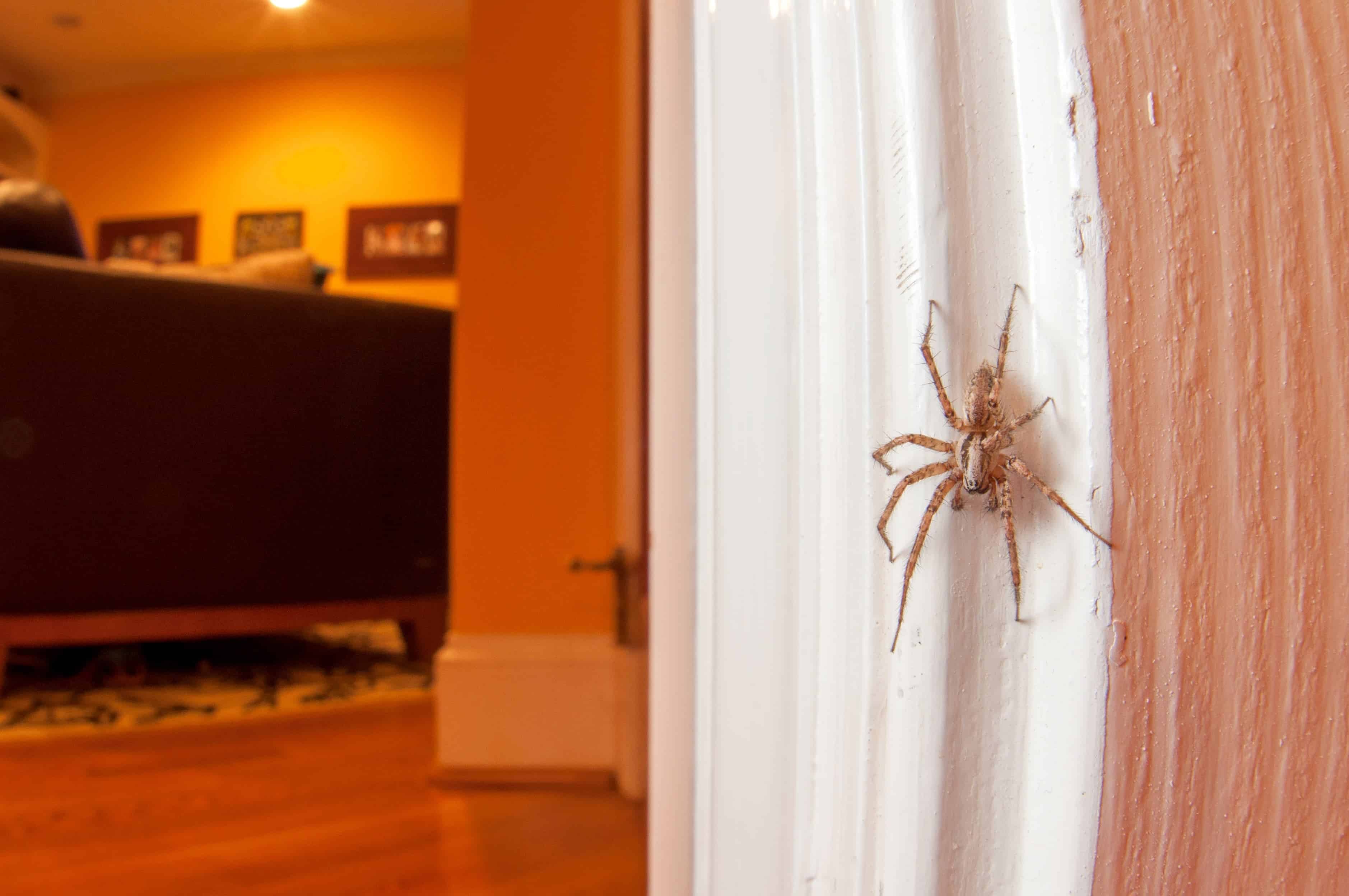 Домашний паук в квартире. Домашние пауки. Пауки в квартире. Пауки обычные домашние. Пауки живущие в домах.