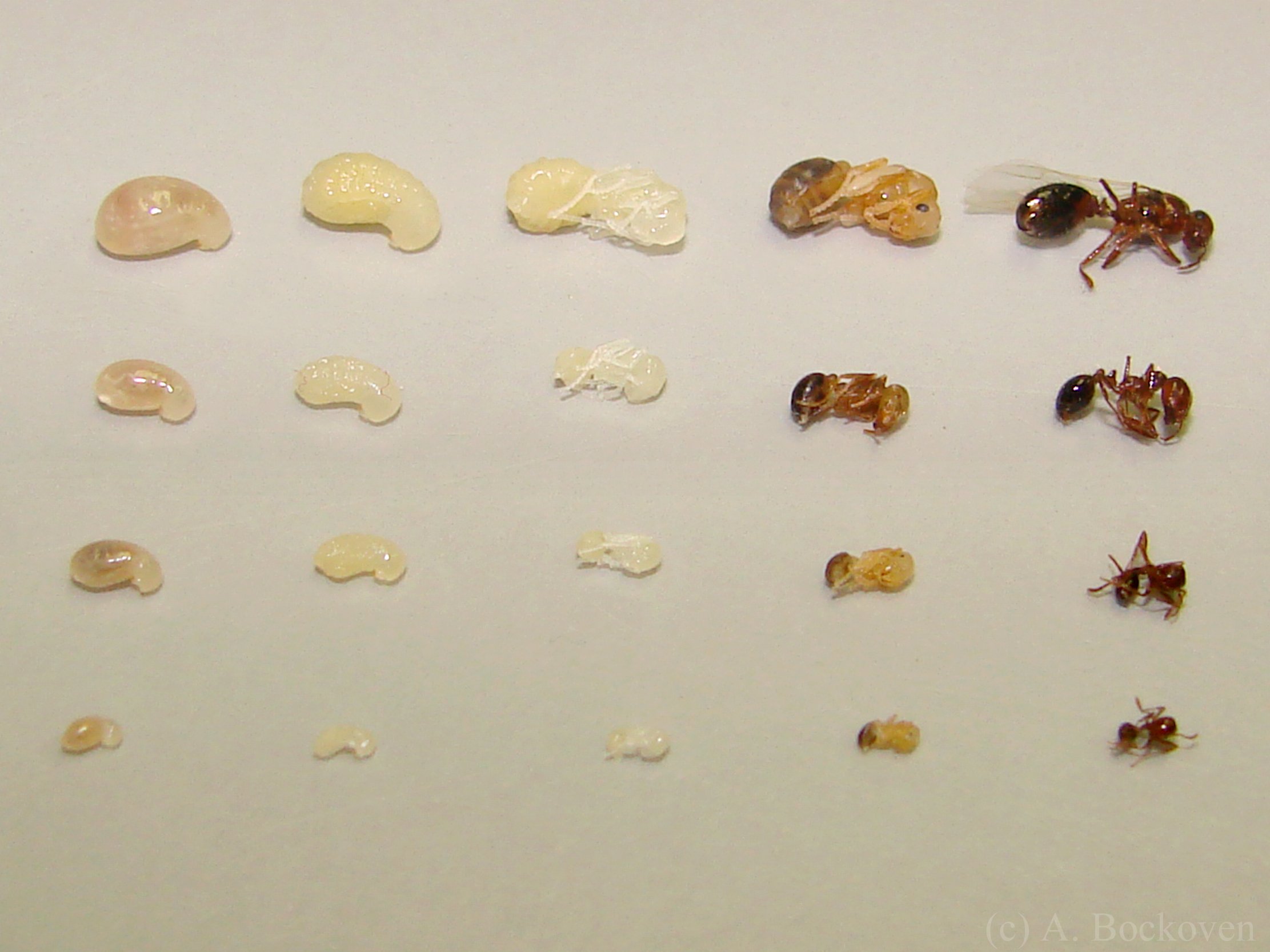 Яйца личинки куколки муравьев вылупления