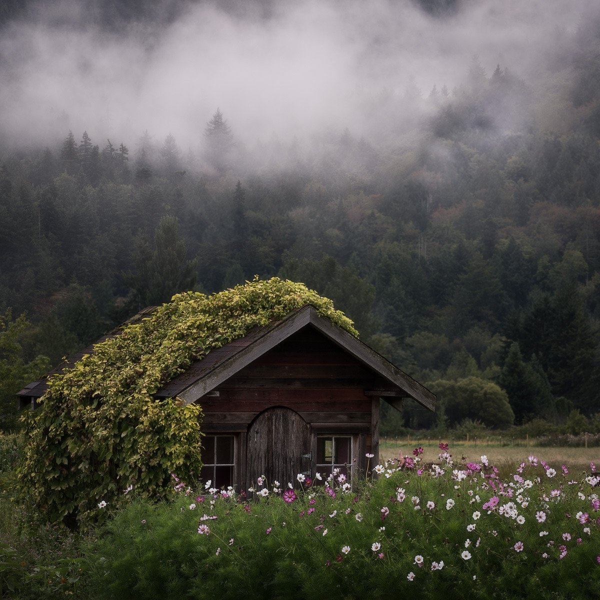 Одиноко стоящий дом. Хаттфьелльдал Норвегия избушка. Хижина в лесу домик. Домик «Хижина с кухней» Зион. Хижина гномов, Британская Колумбия.